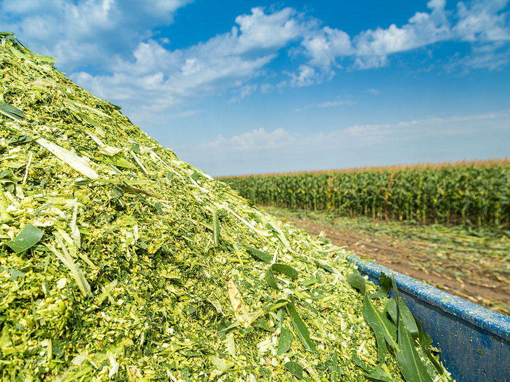 Products > Forage