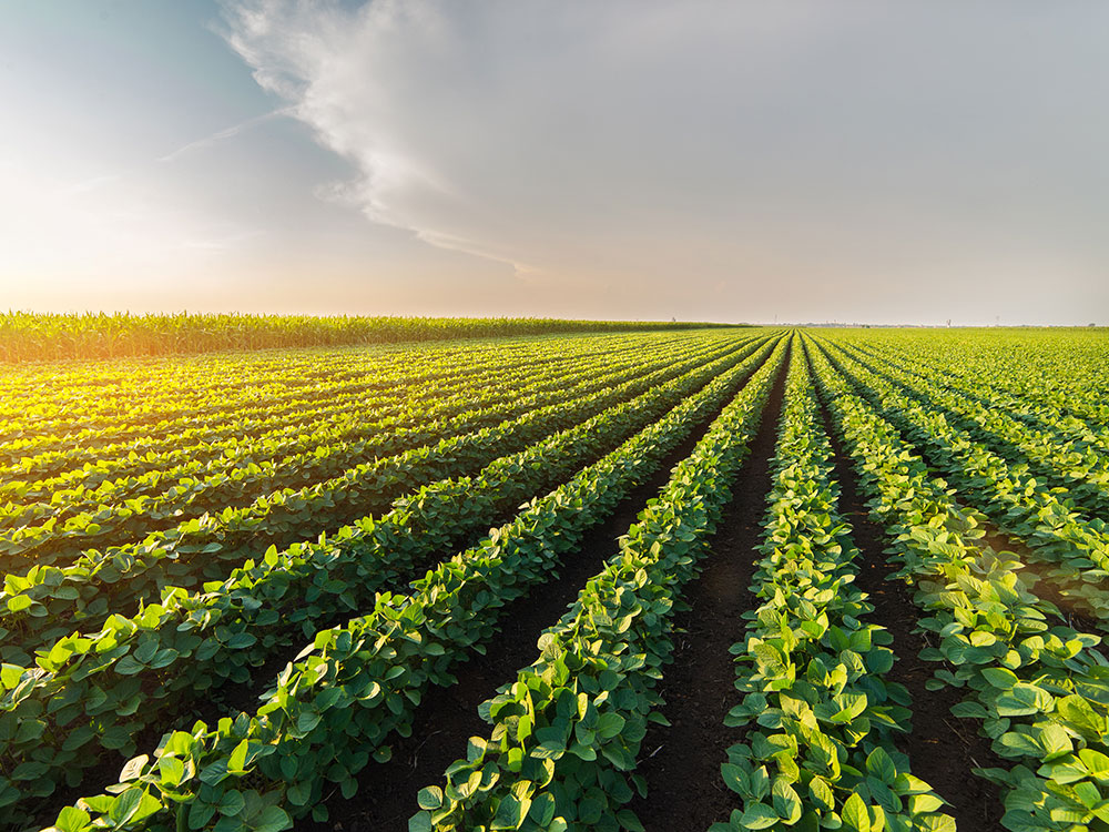 Products > Soybeans
